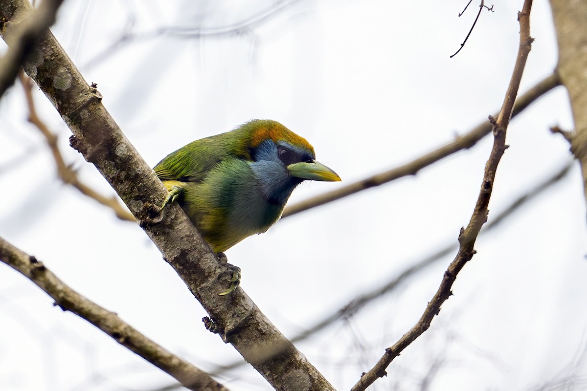 Versicolored Barbet (Blue-cowled) - Su Li