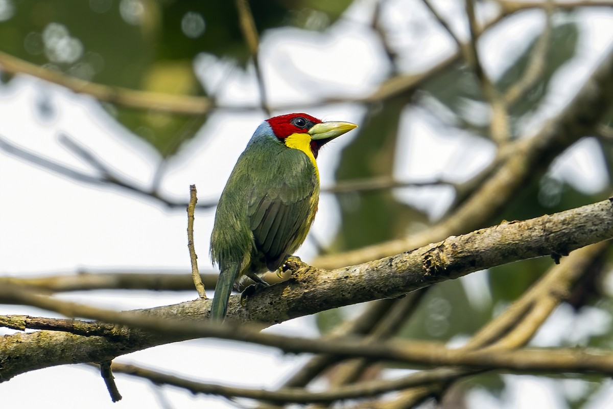 Çok Renkli Barbet (steerii) - ML623949084