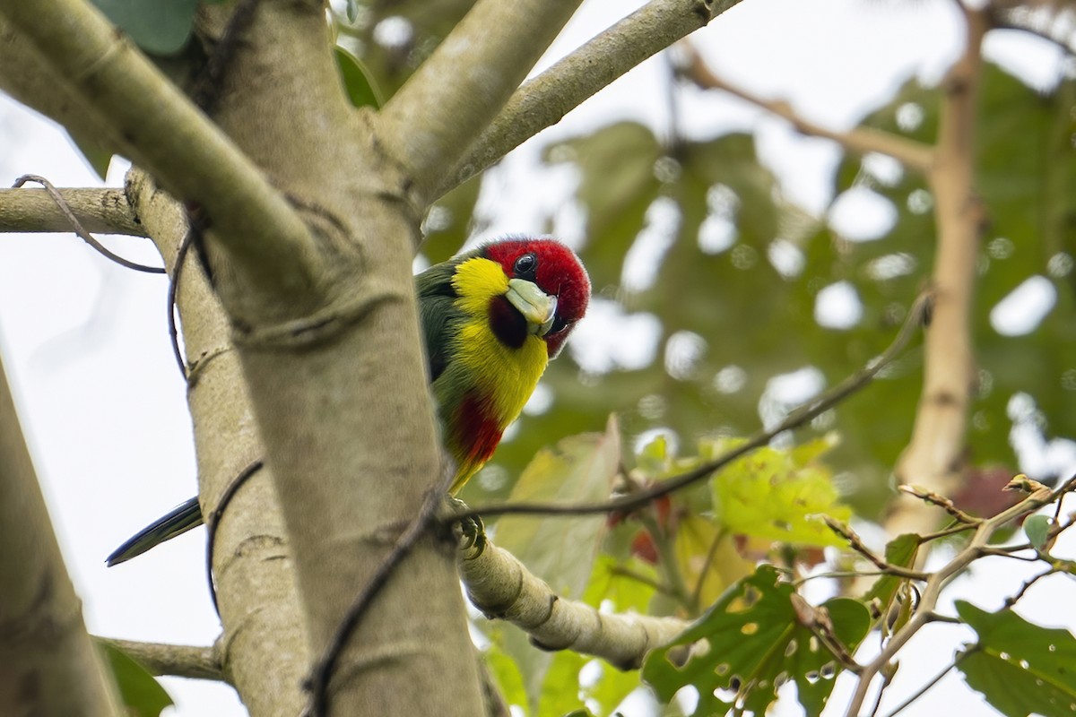 Çok Renkli Barbet (steerii) - ML623949085