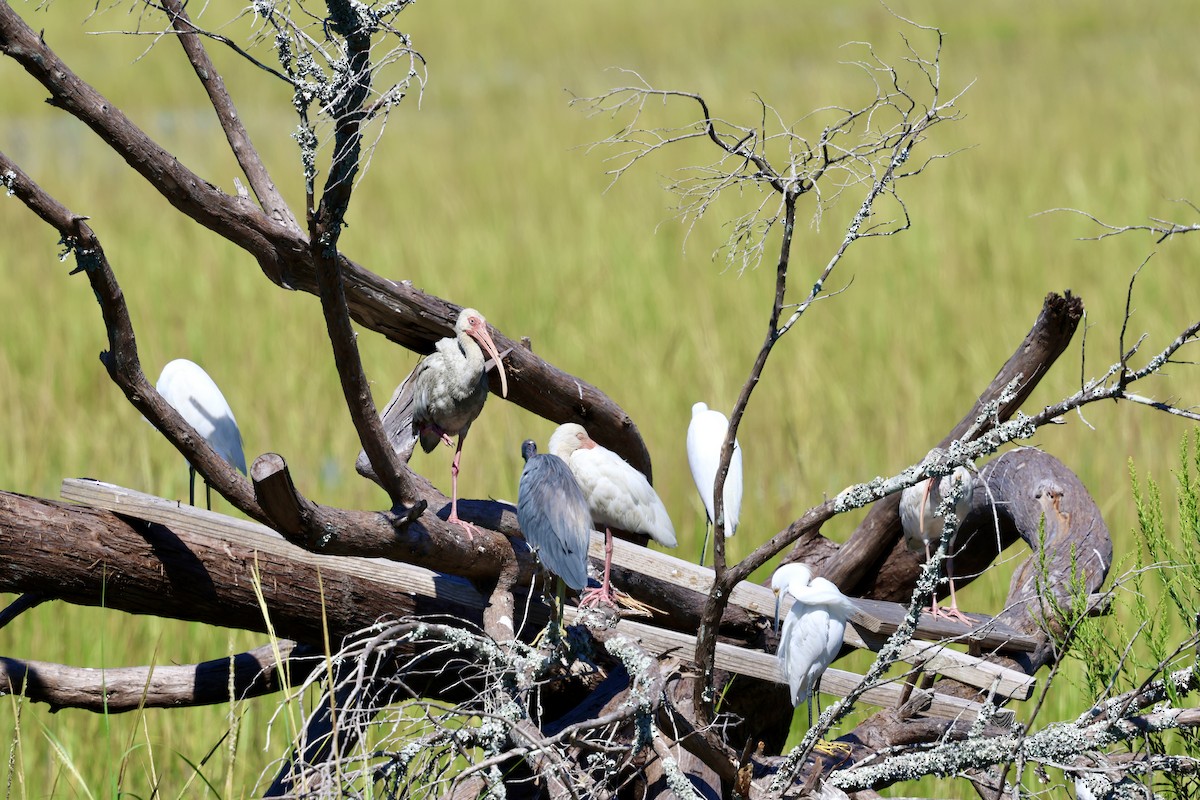 Tricolored Heron - ML623949090