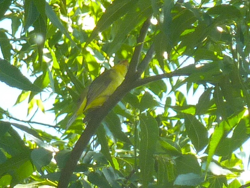 Piranga Escarlata - ML623949091