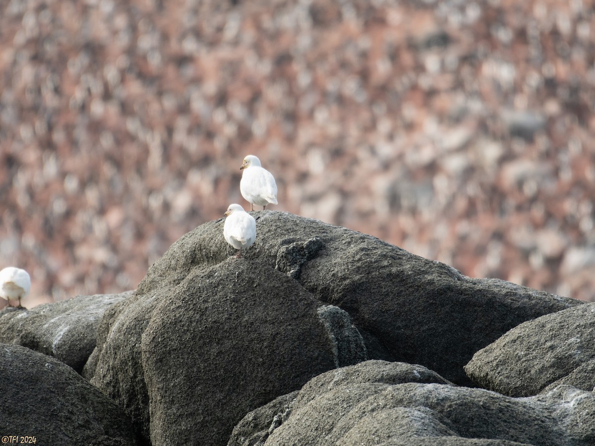 Snowy Sheathbill - ML623949093