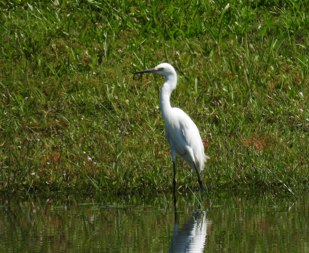 Snowy Egret - ML623949108