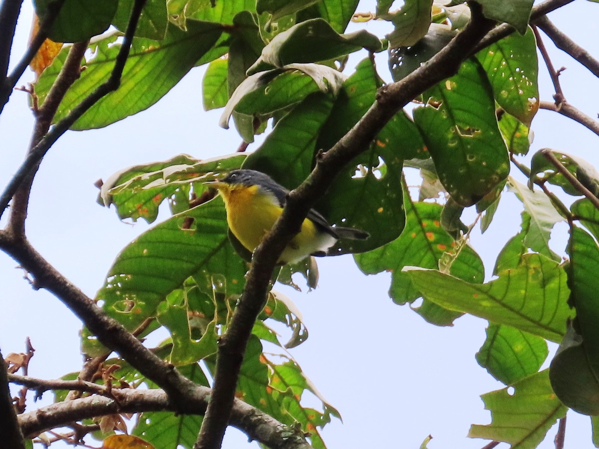 Tropical Parula - ML623949113