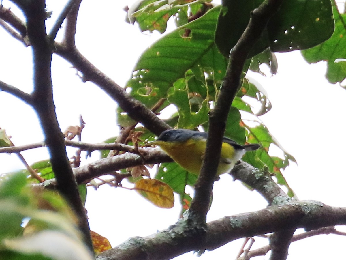 Tropical Parula - ML623949114