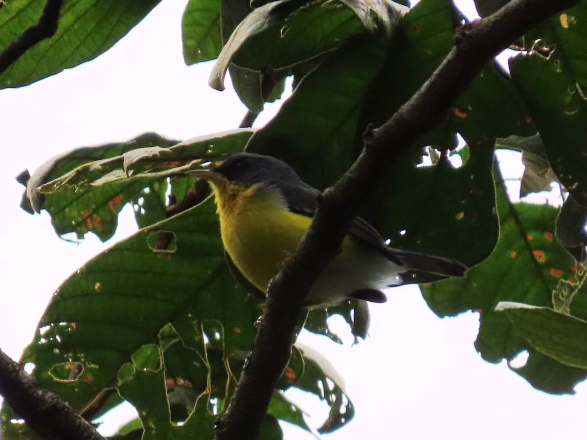 Tropical Parula - ML623949115