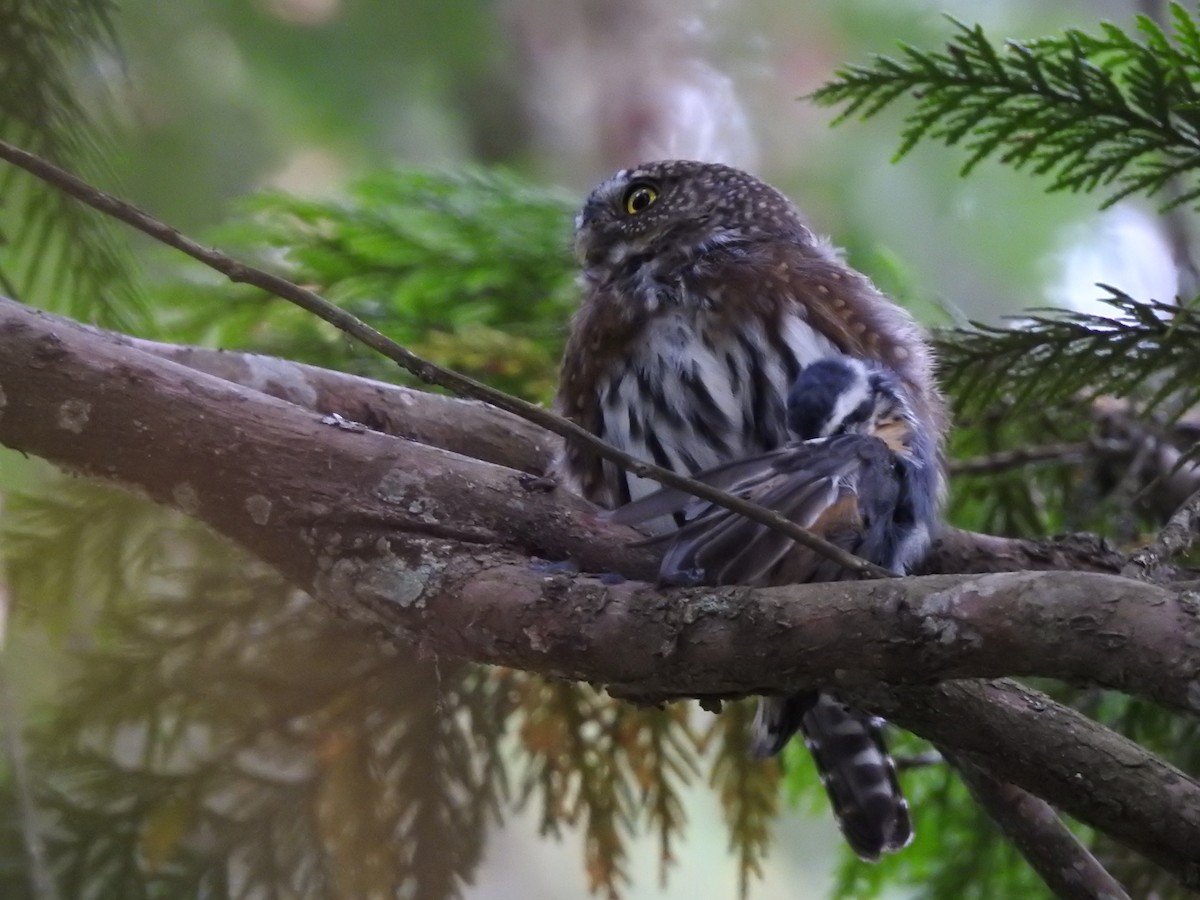 Northern Pygmy-Owl - ML623949129