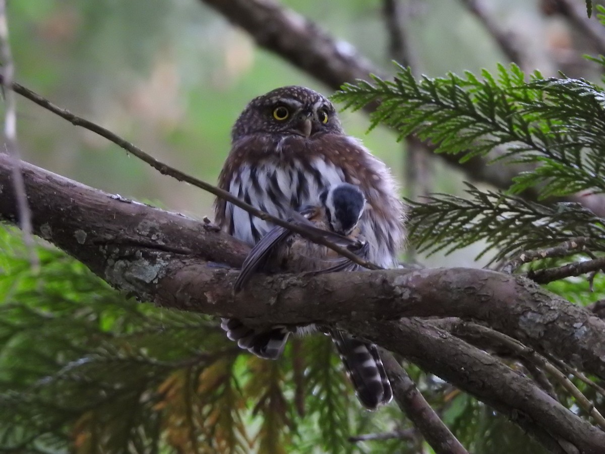 Northern Pygmy-Owl - ML623949130