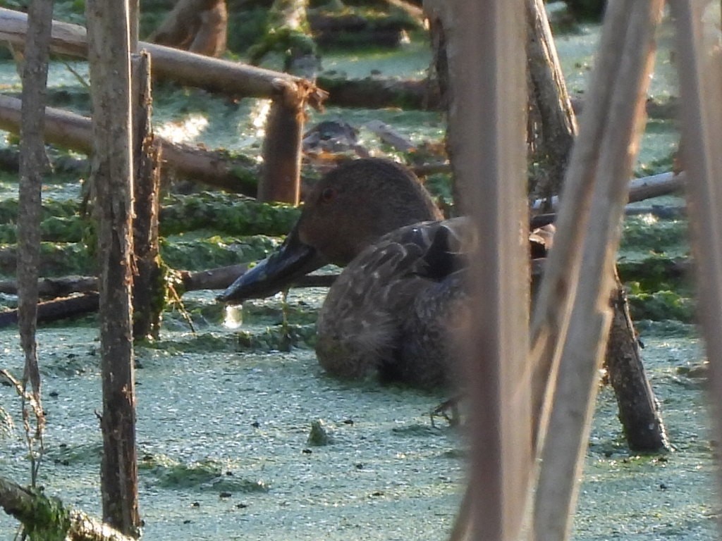 Cinnamon Teal - Luke Raso