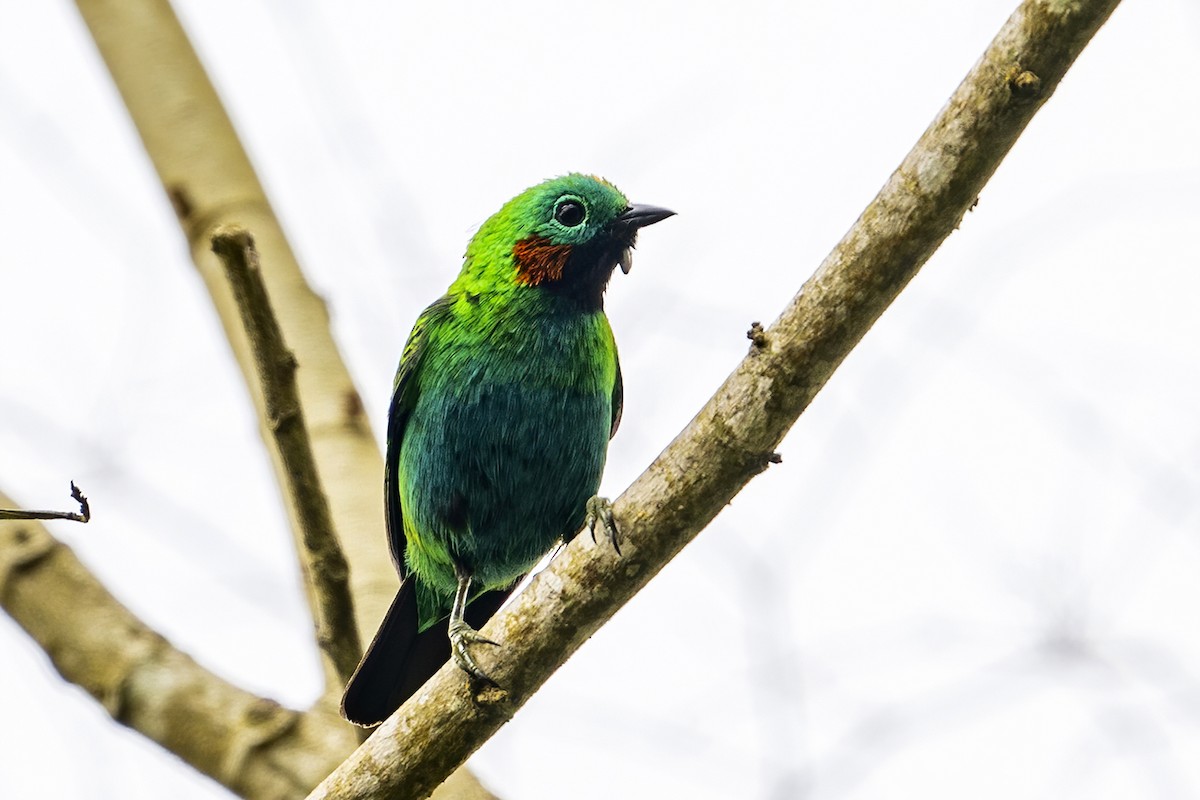 Orange-eared Tanager - ML623949138