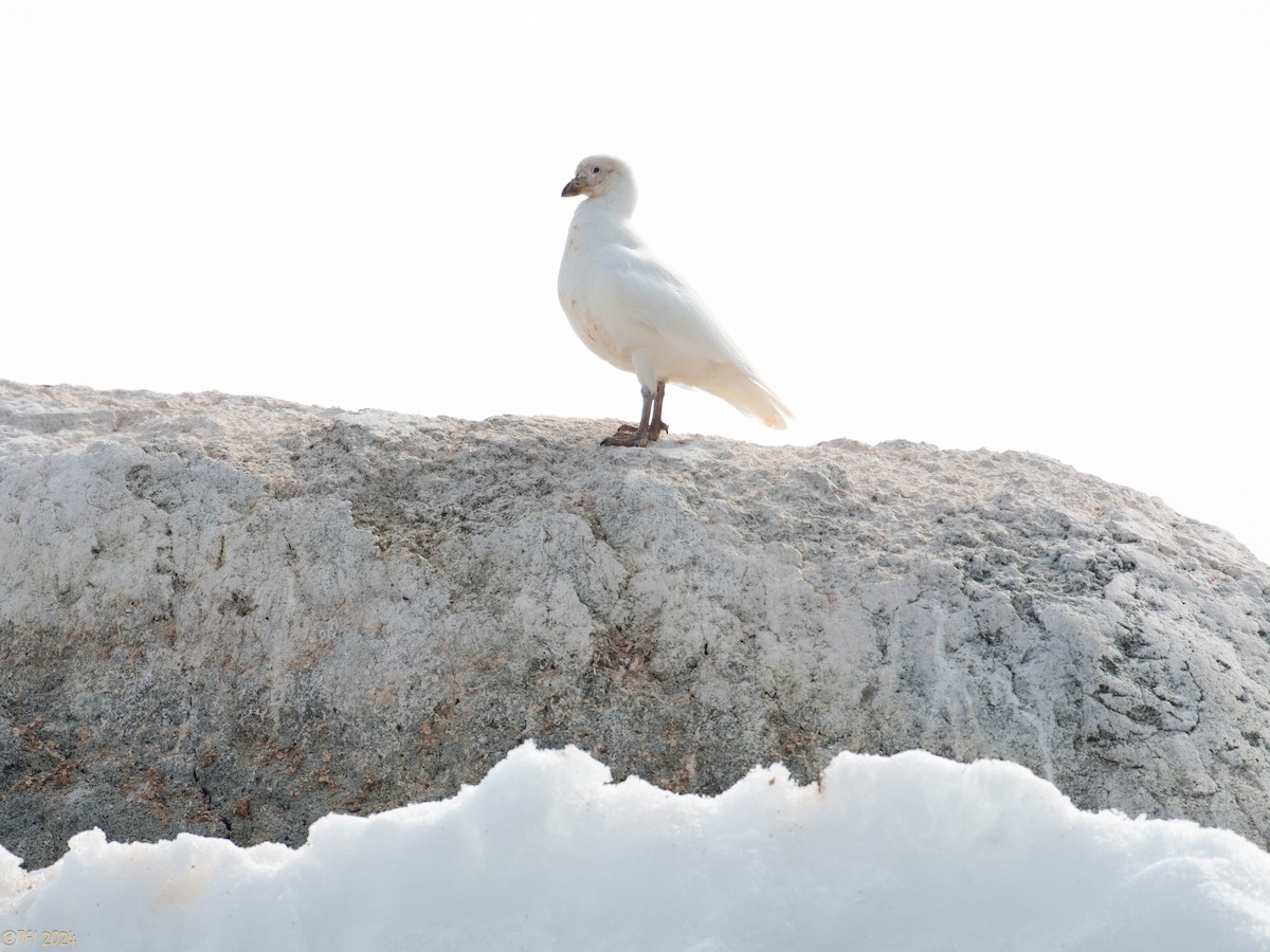 Snowy Sheathbill - ML623949162