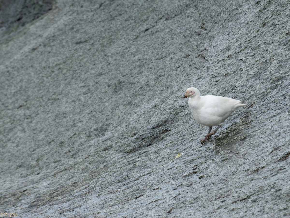 Snowy Sheathbill - ML623949164