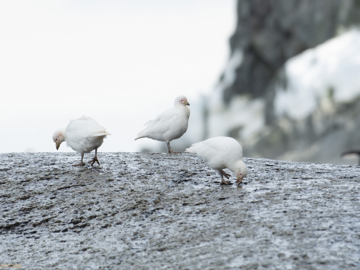 Snowy Sheathbill - ML623949167