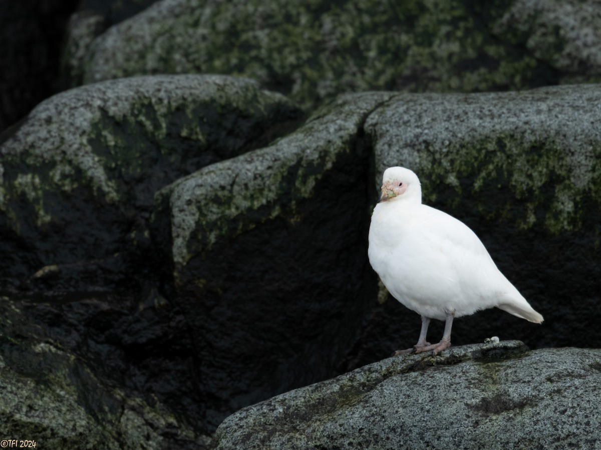 Snowy Sheathbill - ML623949170