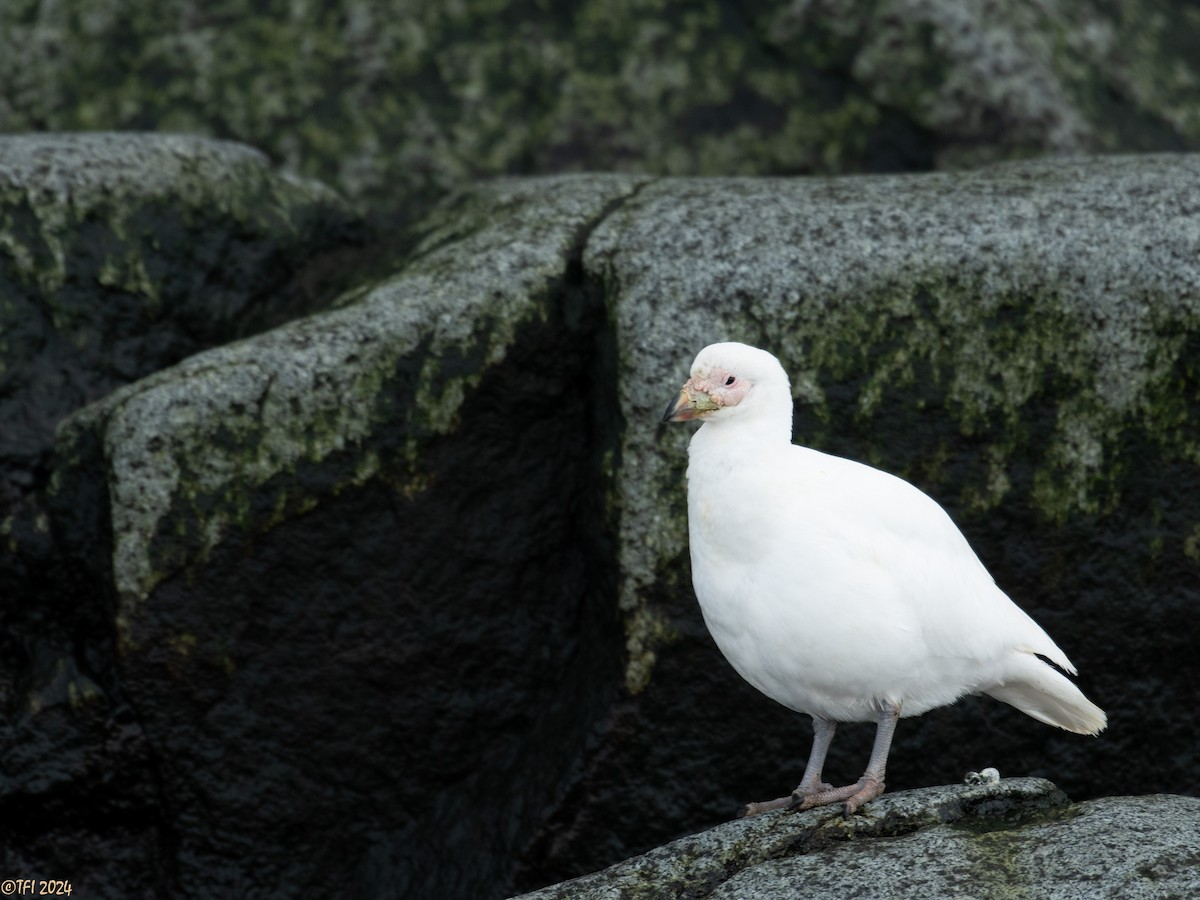 Snowy Sheathbill - ML623949171