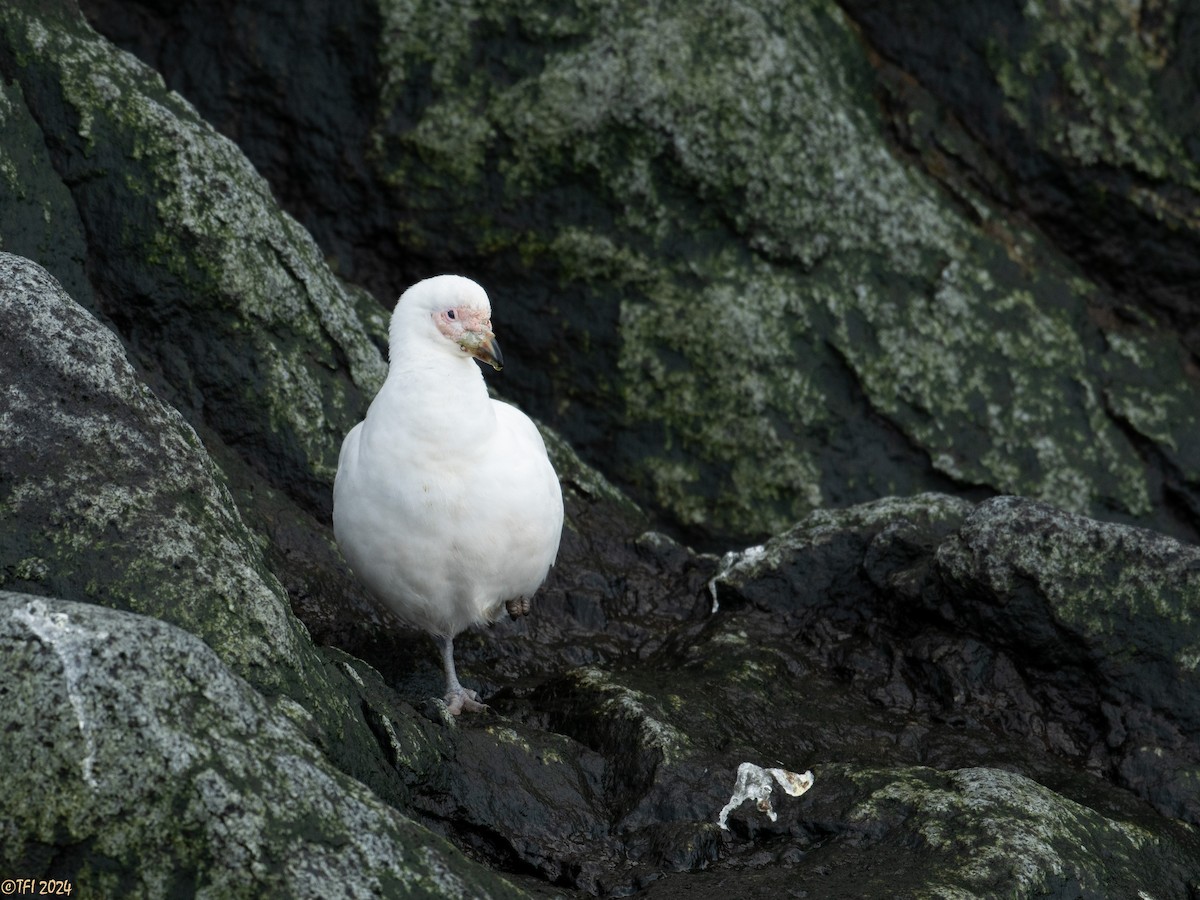 Snowy Sheathbill - ML623949177