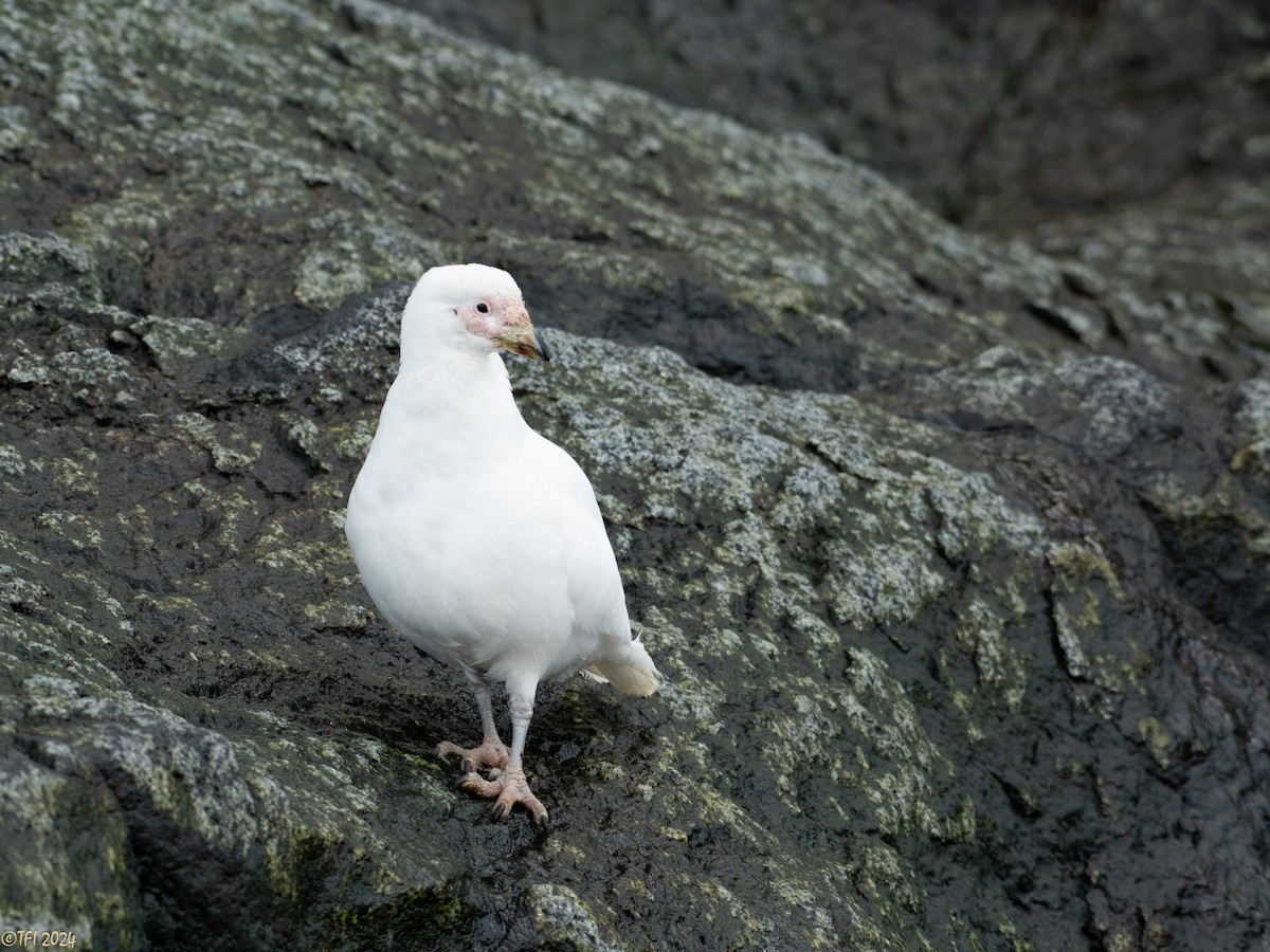 Snowy Sheathbill - ML623949178