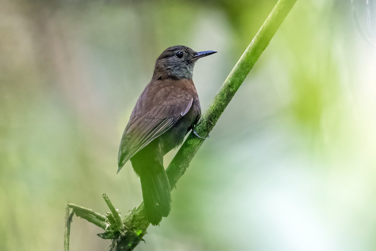 Gray-throated Leaftosser - Su Li