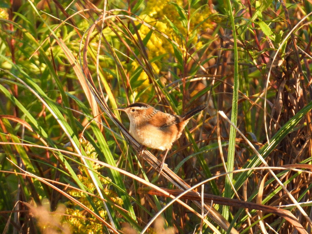 Marsh Wren - ML623949184