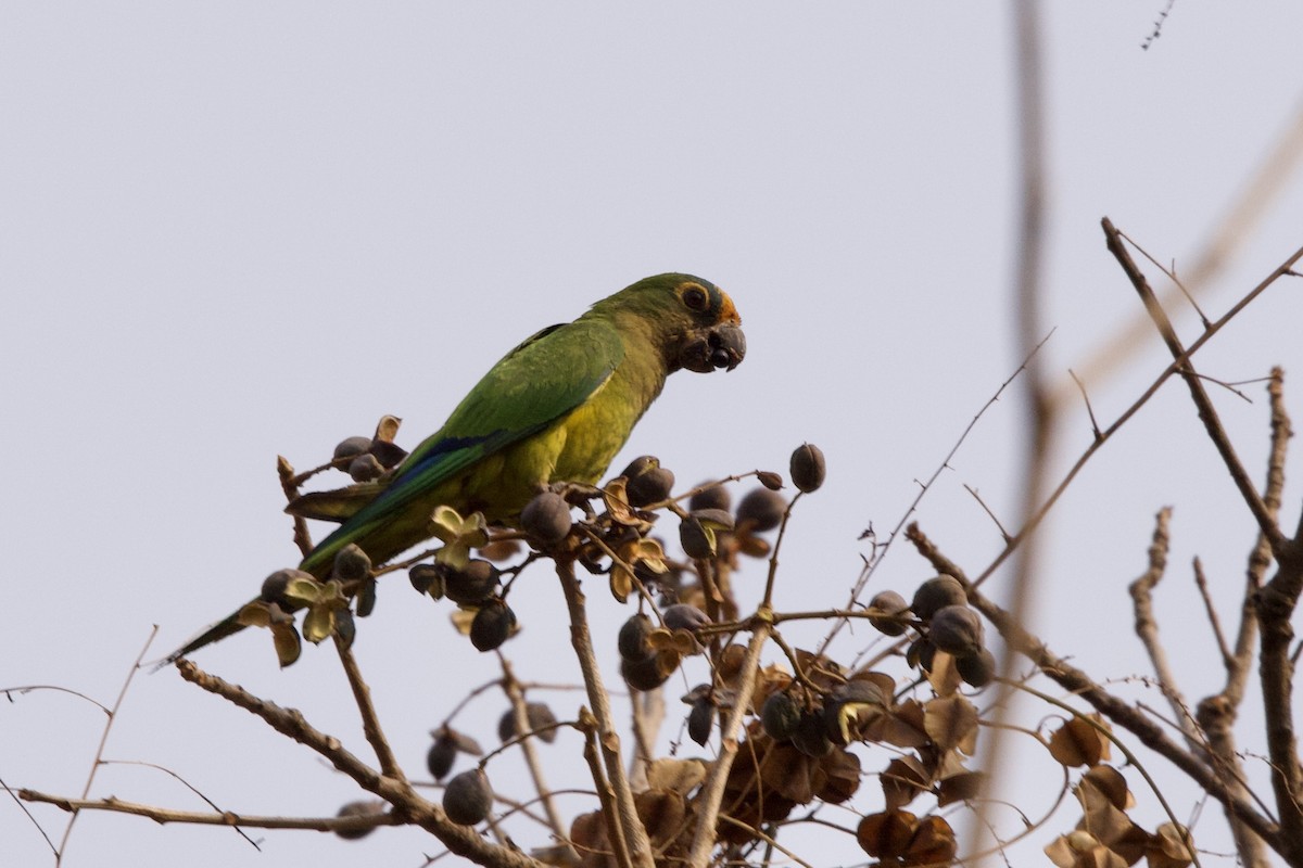 Peach-fronted Parakeet - ML623949185