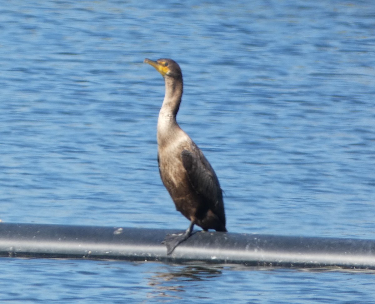 Double-crested Cormorant - ML623949187