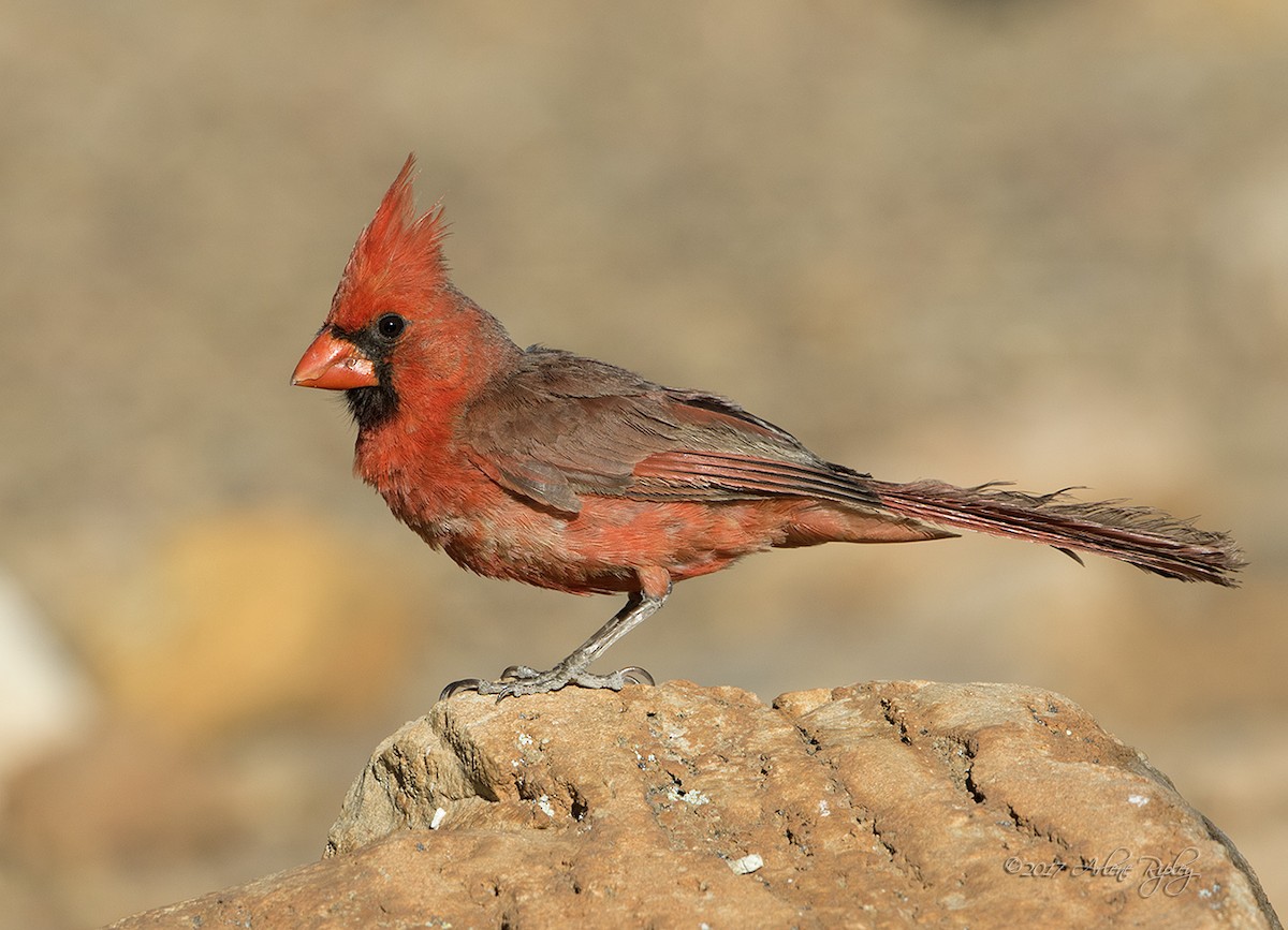 Northern Cardinal - ML62394921