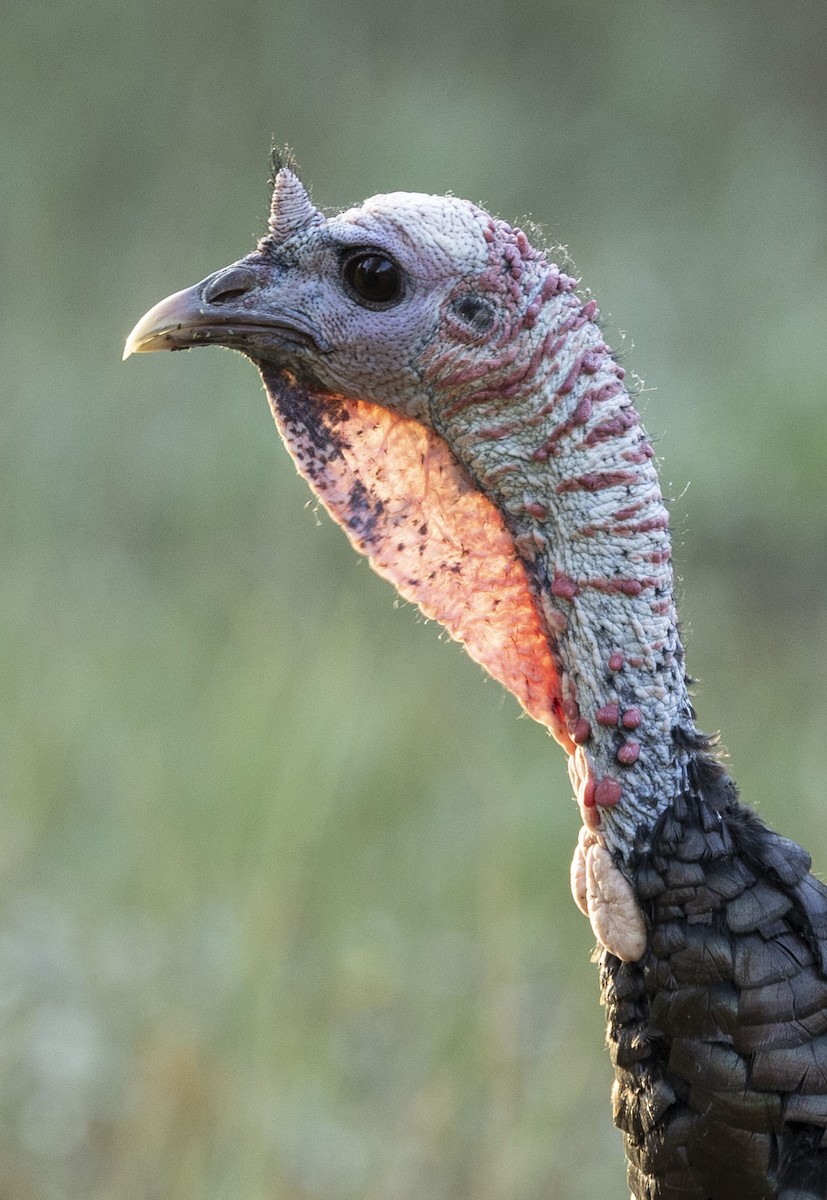 Wild Turkey - ML623949222