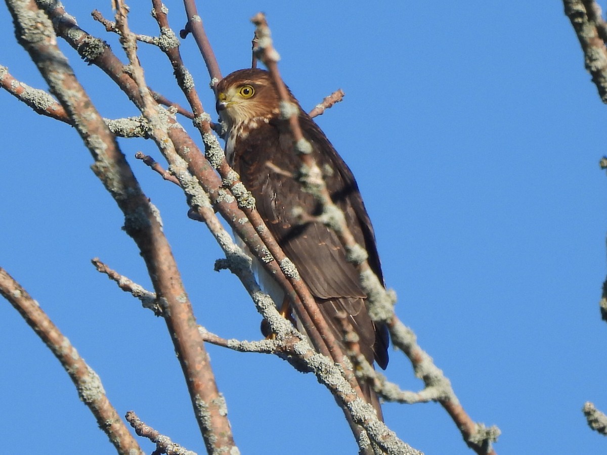 Sharp-shinned Hawk - ML623949223