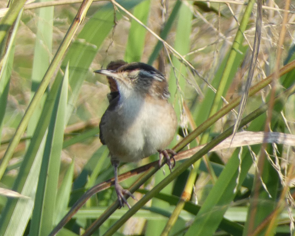 Marsh Wren - ML623949224