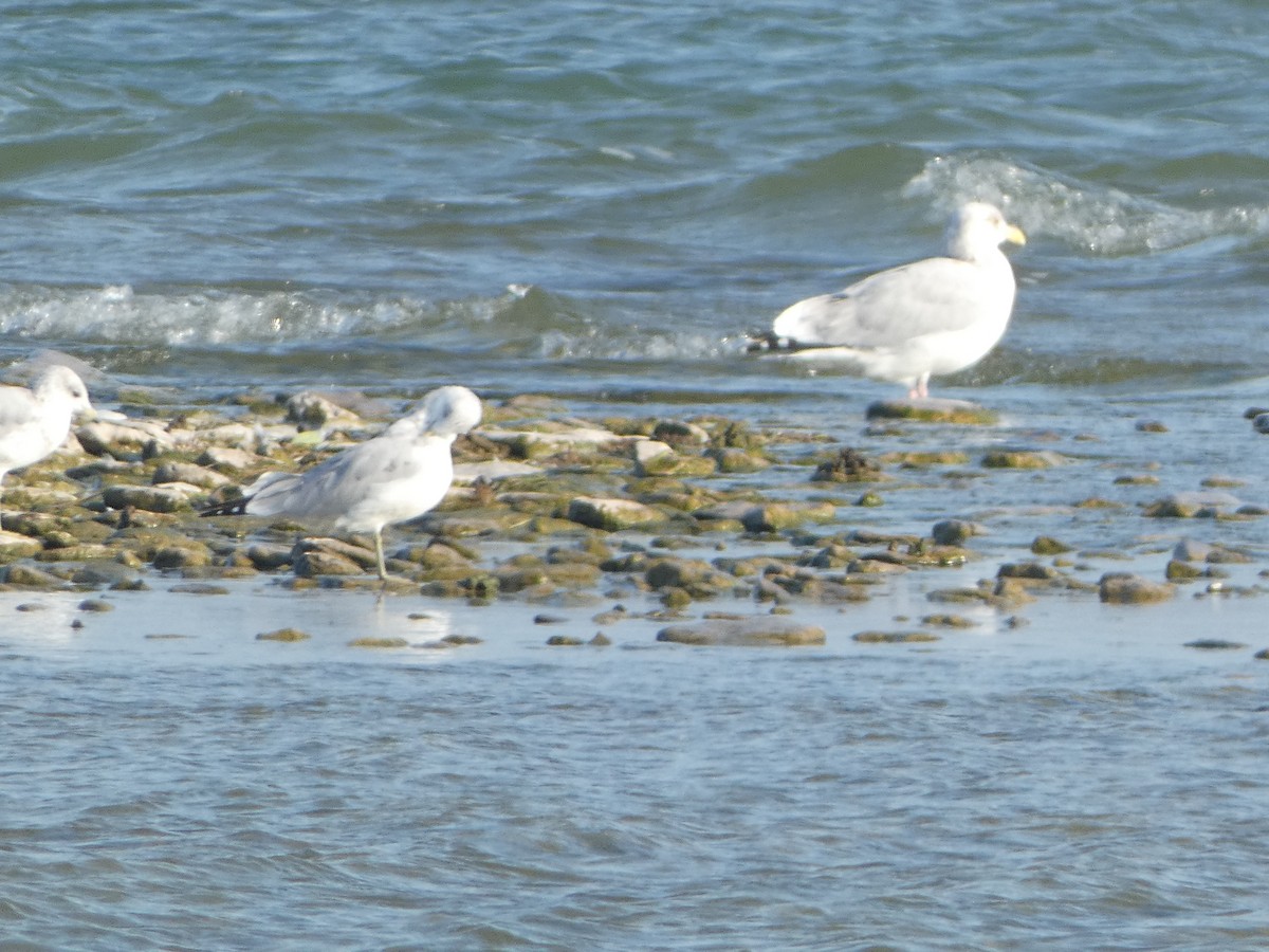 Herring Gull (American) - ML623949232