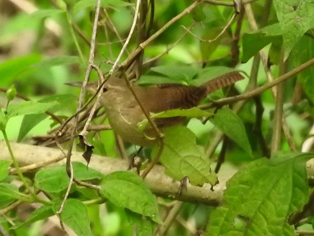 House Wren - ML623949237