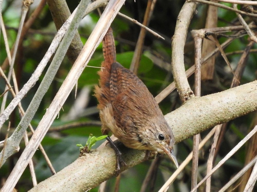 House Wren - ML623949239