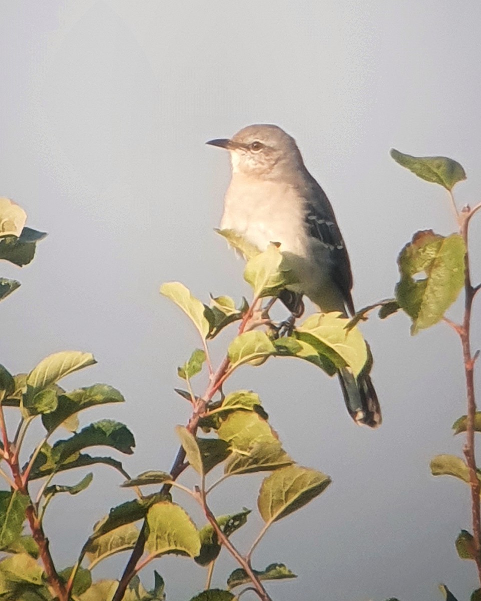 Northern Mockingbird - ML623949244