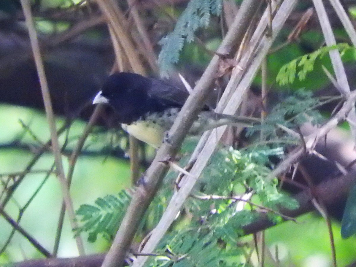 Yellow-bellied Seedeater - ML623949251