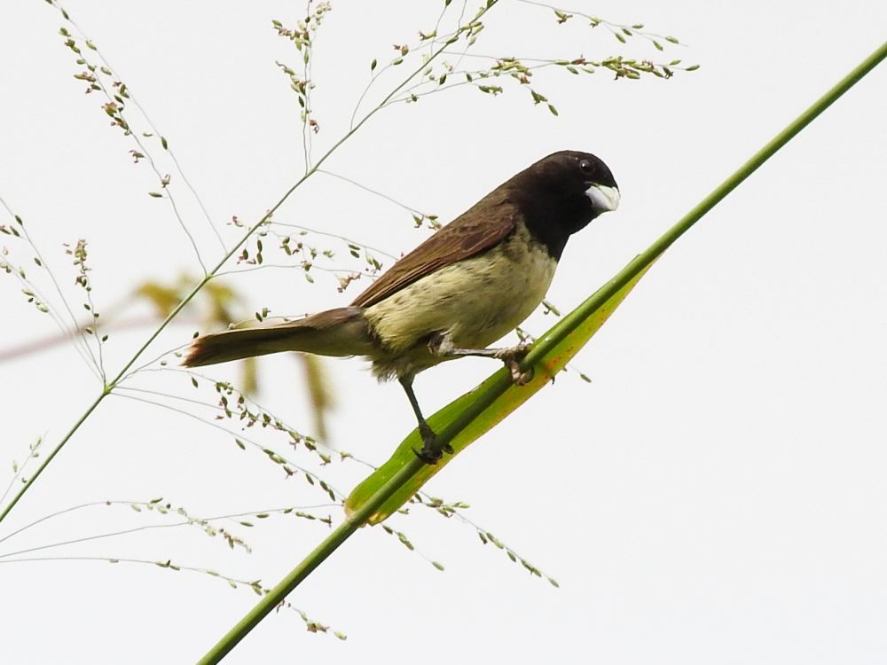 Yellow-bellied Seedeater - ML623949253