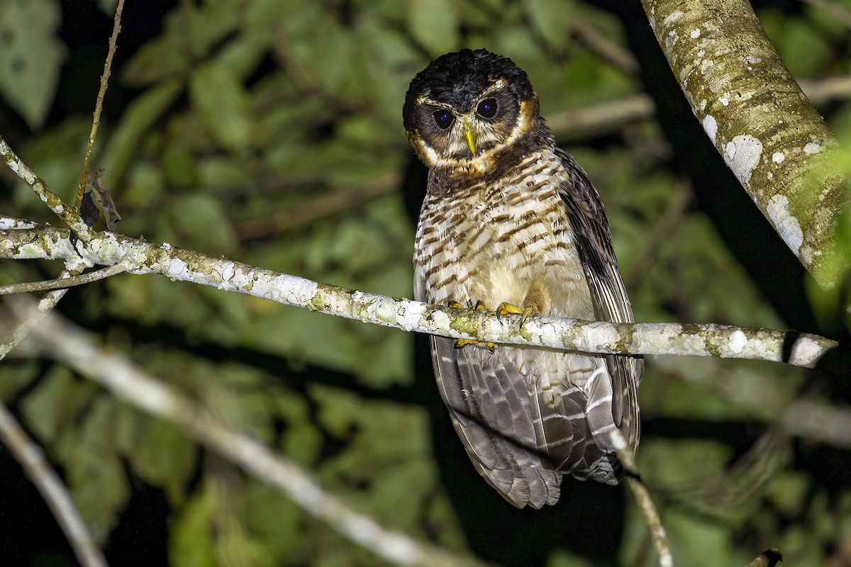 Band-bellied Owl - ML623949261