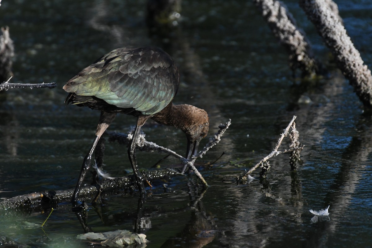 Glossy/White-faced Ibis - ML623949271