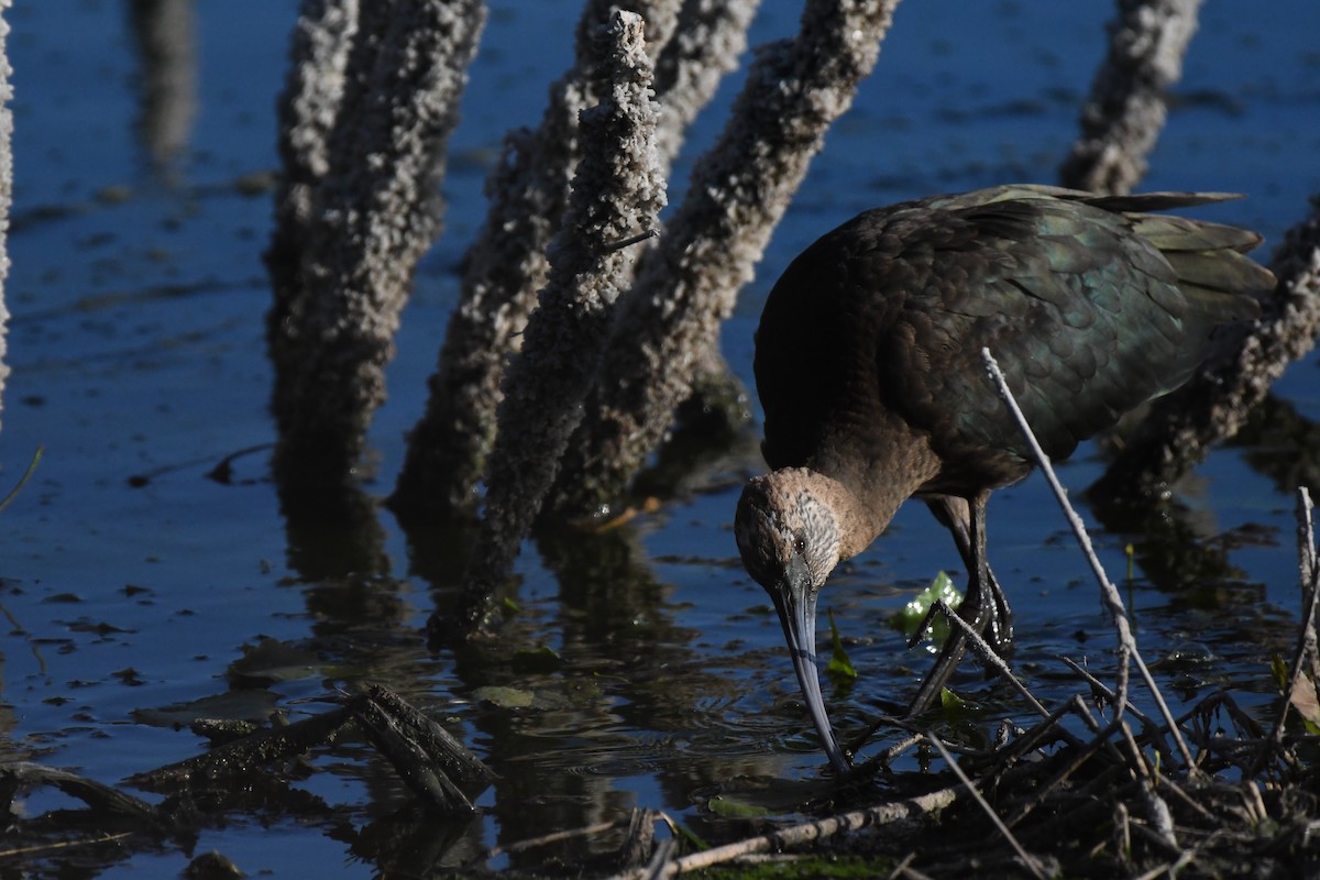 Glossy/White-faced Ibis - ML623949273