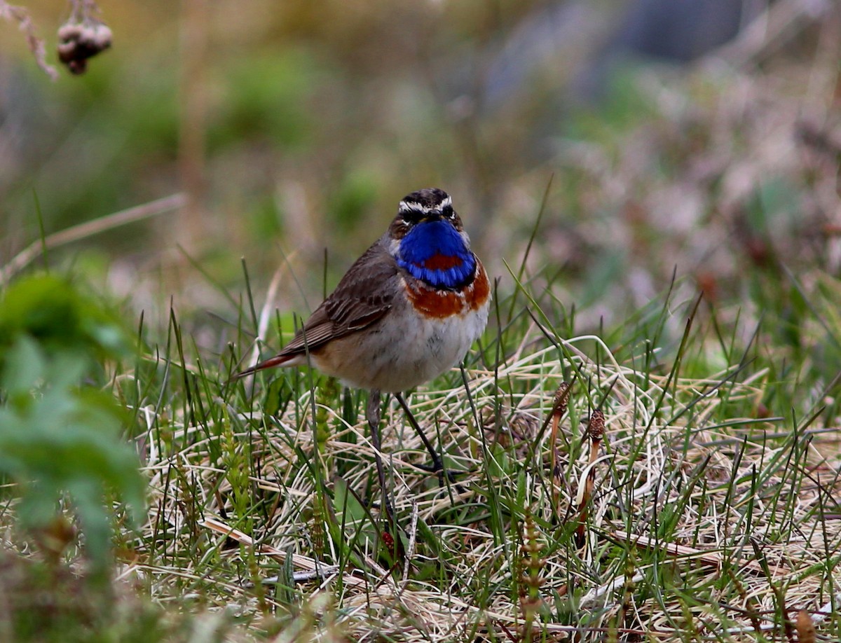 Blaukehlchen - ML623949286