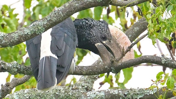 Silvery-cheeked Hornbill - ML623949289