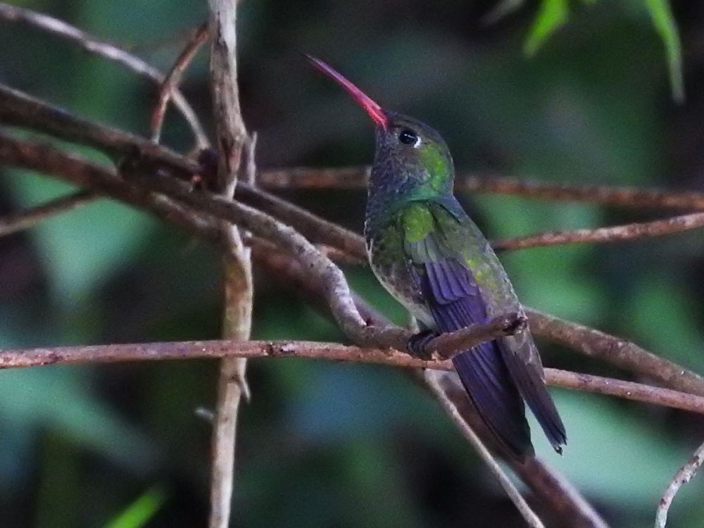 Glittering-throated Emerald - ML623949305