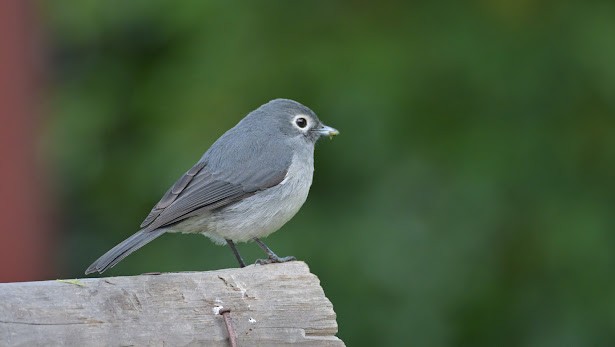 White-eyed Slaty-Flycatcher - ML623949309