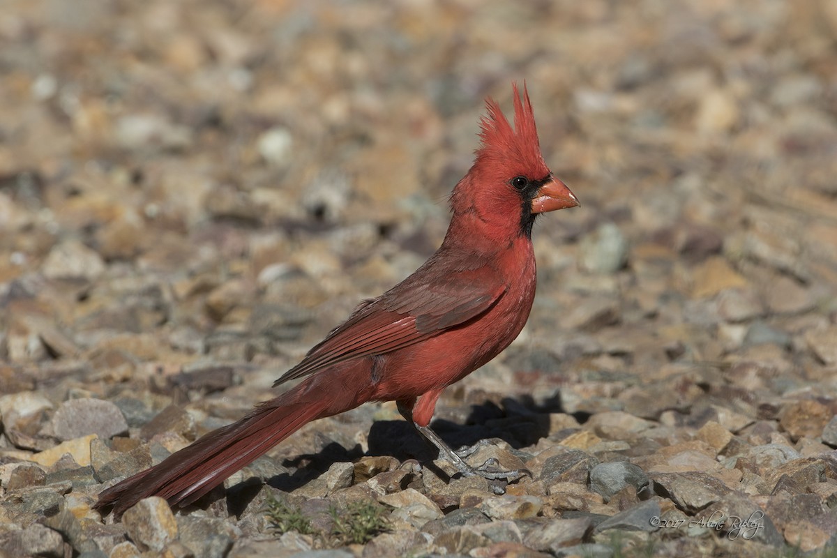 Northern Cardinal - ML62394931