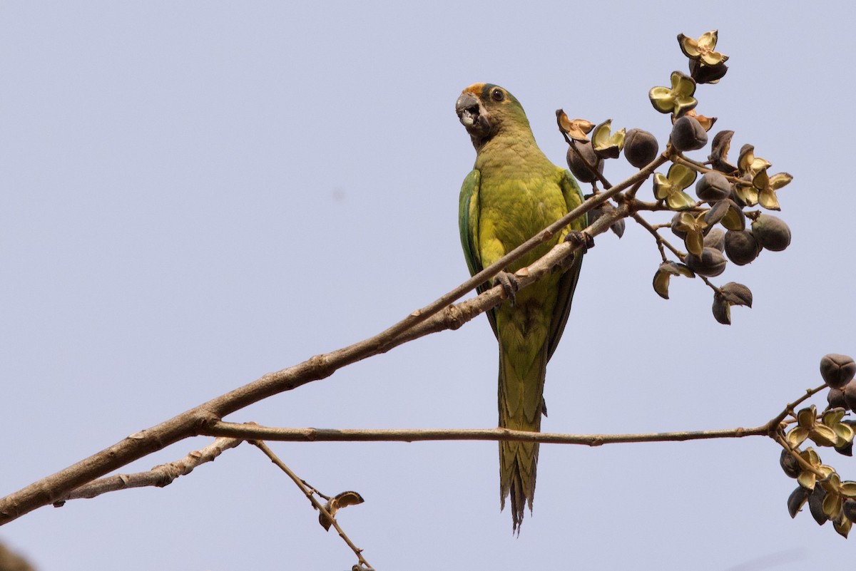 Peach-fronted Parakeet - ML623949316