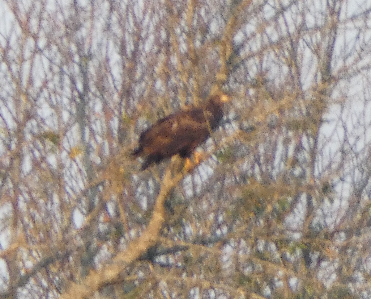 Bald Eagle - ML623949317