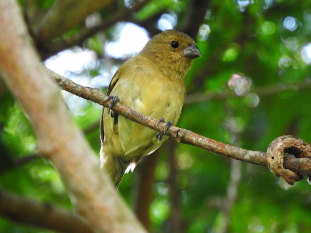 Yellow-bellied Seedeater - ML623949327