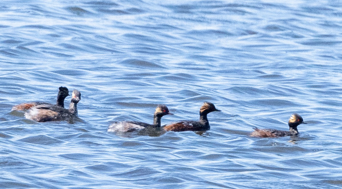 Eared Grebe - ML623949340