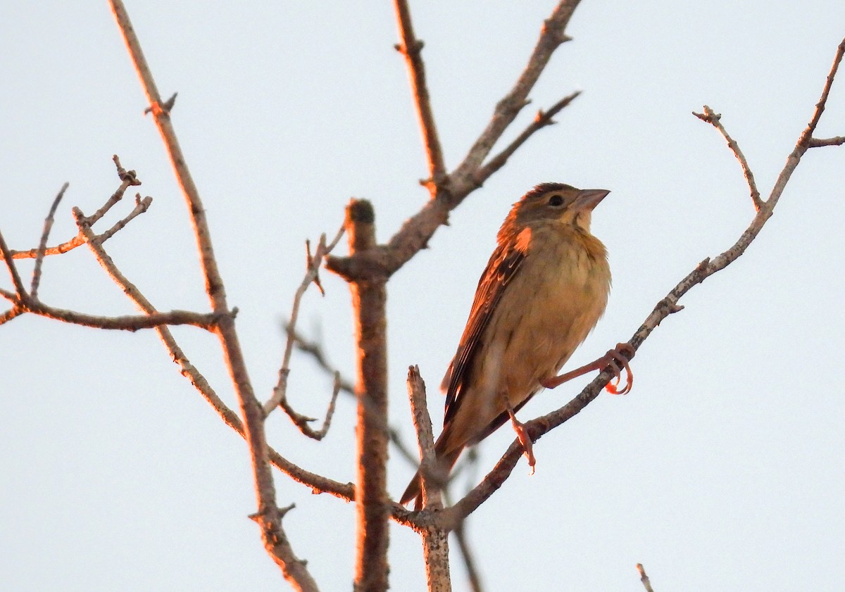 Dickcissel - ML623949344