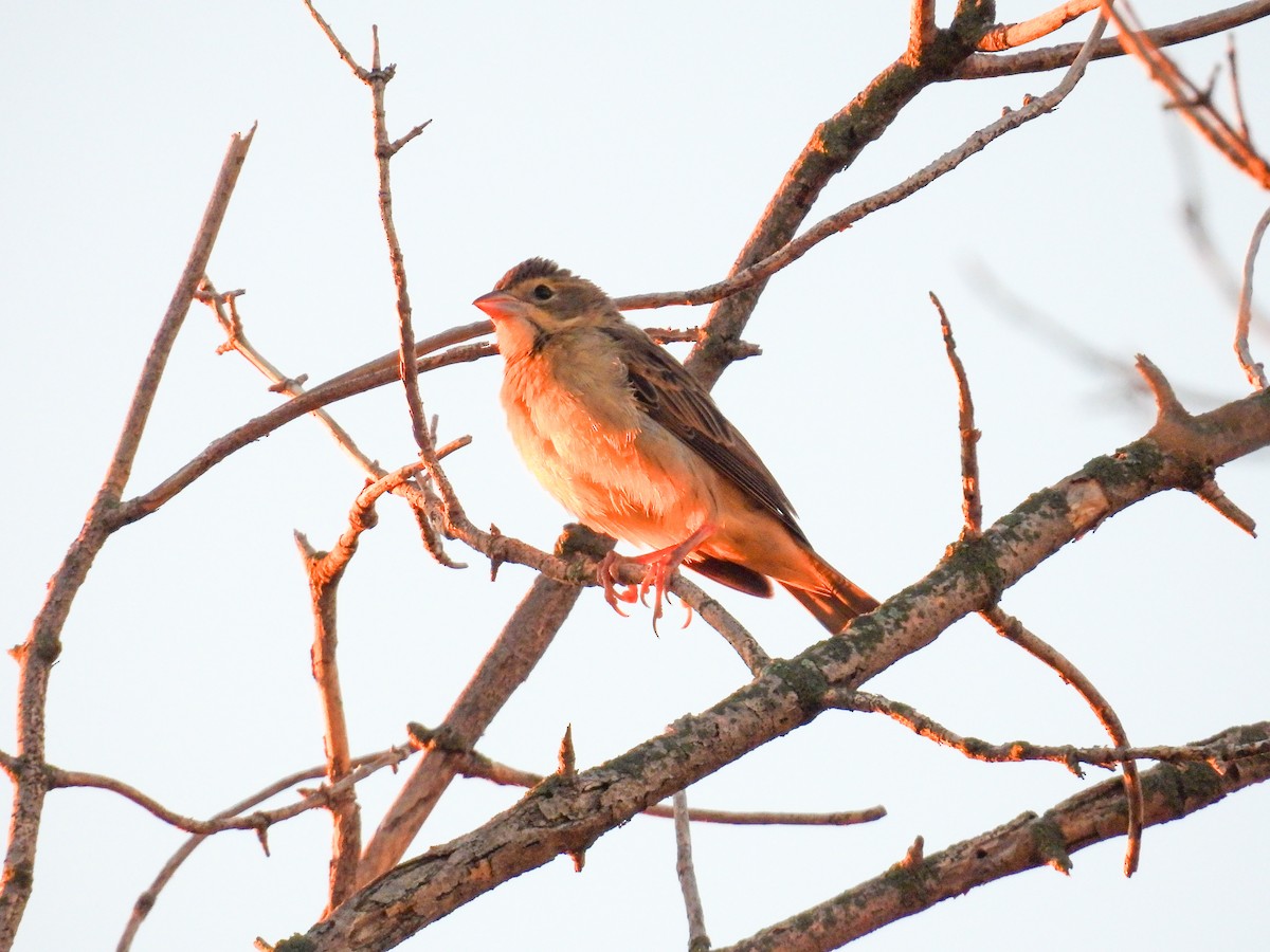 Dickcissel - ML623949345