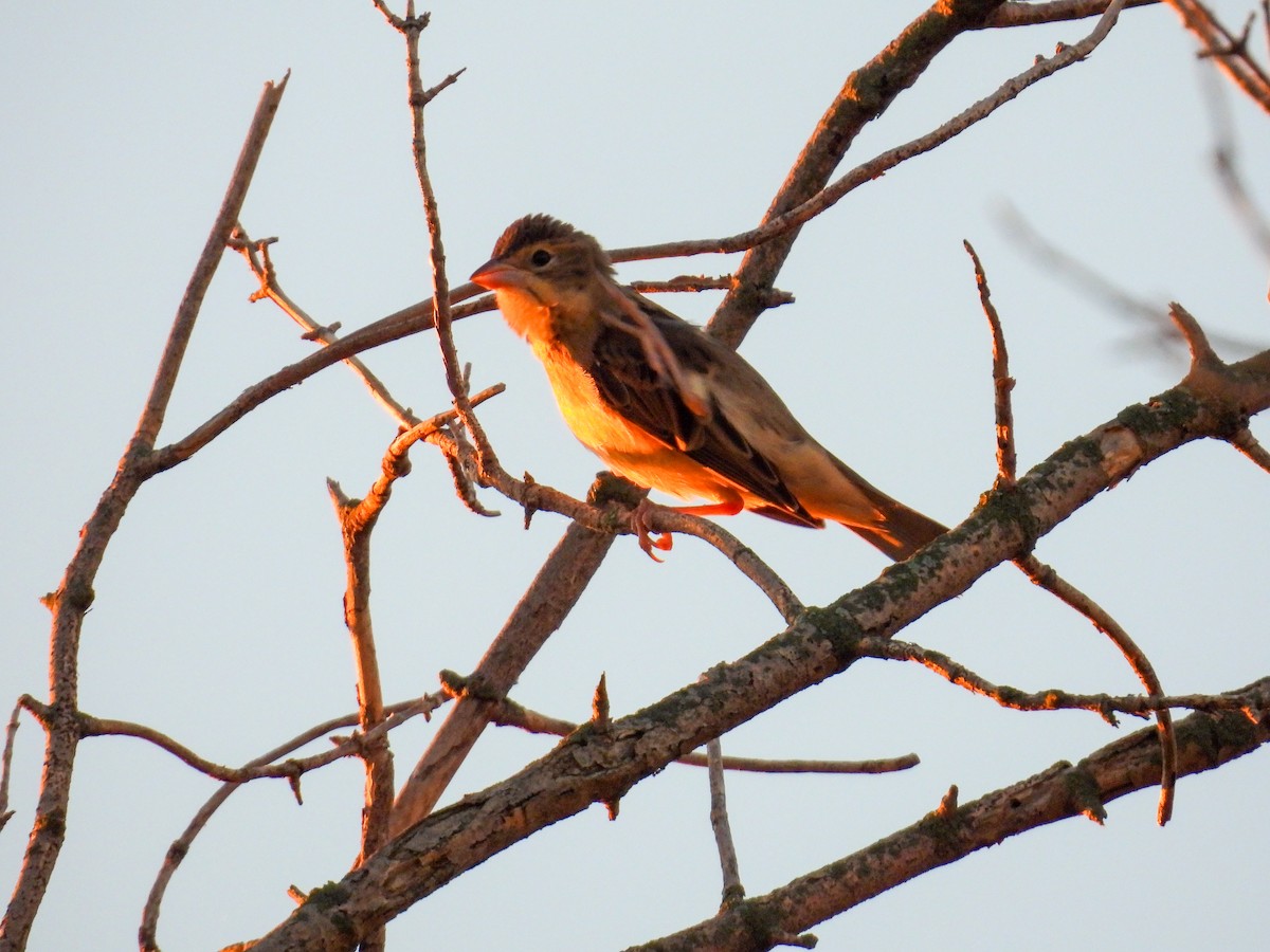 Dickcissel - ML623949346